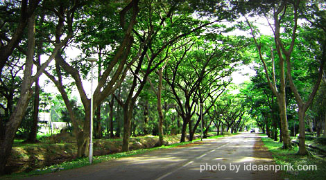 Empty road lined with trees