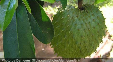 Graviola (Sour Sop) fruit, locally known as Guyabano or Babana