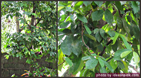 Graviola tree (Guyabano / Babana) in our front yard