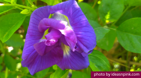 Blue Ternate: Flowers that will blow your stress away