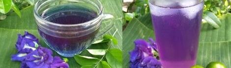 How to prepare your own Blue Ternate tea at home